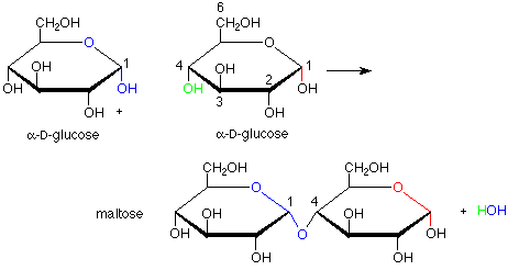 Maltose And Water React To Form Two Molecules Of Glucose In What Process 120