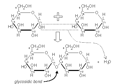 Maltose And Water React To Form Two Molecules Of Glucose In What Process 42